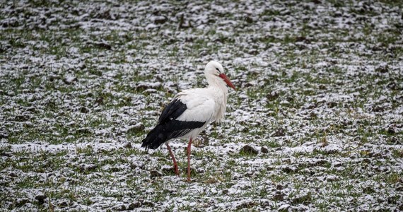 Chociaż temperatura za oknem na to nie wskazuje, to dzisiaj jest pierwszy dzień wiosny meteorologicznej. Dnia przybywa, noce stają się coraz krótsze. Możemy spodziewać się coraz więcej chwil ze słońcem i wyższych wartości na termometrach. Kiedy przyjdzie wiosna astronomiczna i kalendarzowa?