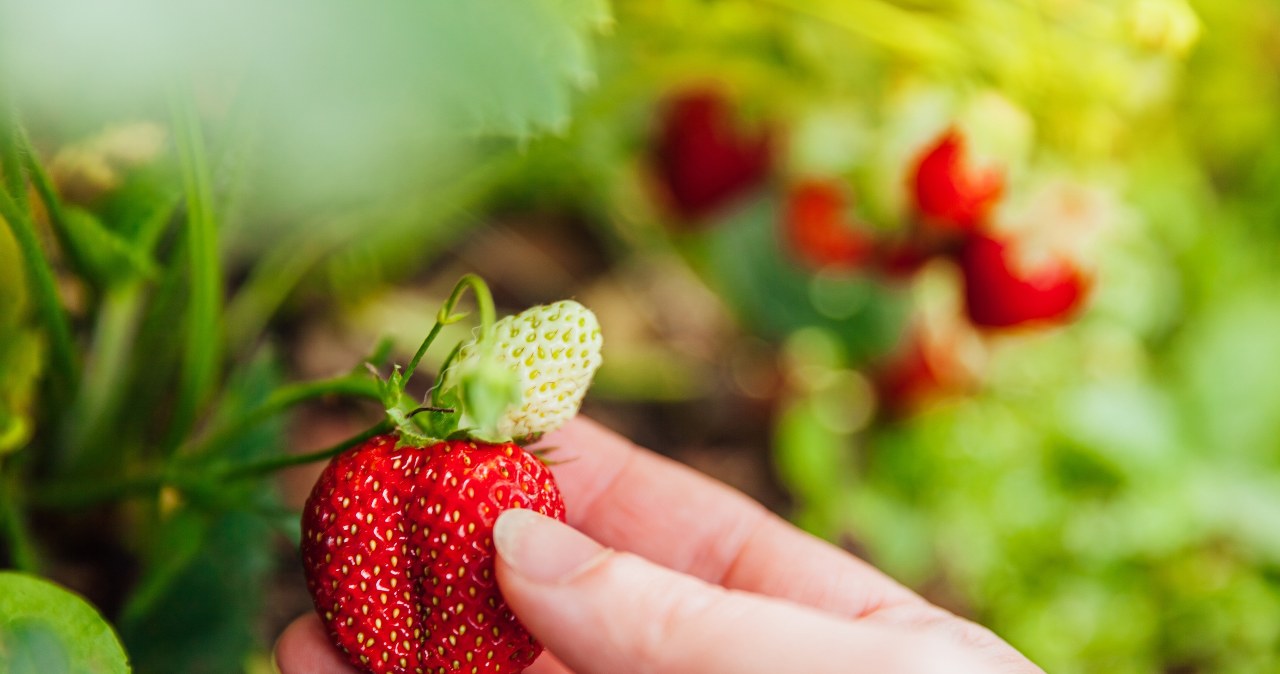 To najlepszy duet na grządce. Jeden odstrasza owady, drugi dba o wilgotność