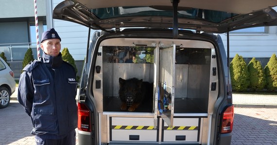 Psy, wykorzystując swój wyostrzony zmysł węchu, w nieoceniony sposób pomagają policjantom w codziennej służbie. Teraz dzięki nowoczesnemu radiowozowi funkcjonariusze Wydziału Prewencji sądeckiej komendy będą mogli zapewnić im komfortowy i bezpieczny transport na miejsce interwencji czy szkolenia.