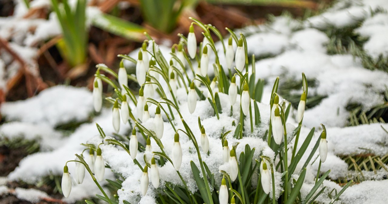 Sekret pięknego ogrodu? Wszystko zależy od prac w marcu Sekret pięknego ogrodu? Wszystko zależy od prac w marcu