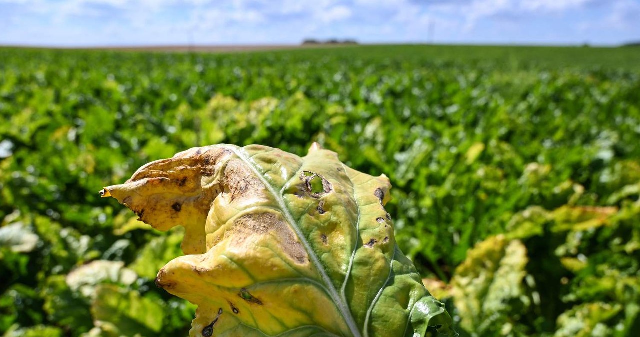 Produkcja cukru w Polsce spadła w 2022 roku. Ubywa plantatorów buraka - Biznes w INTERIA.PL