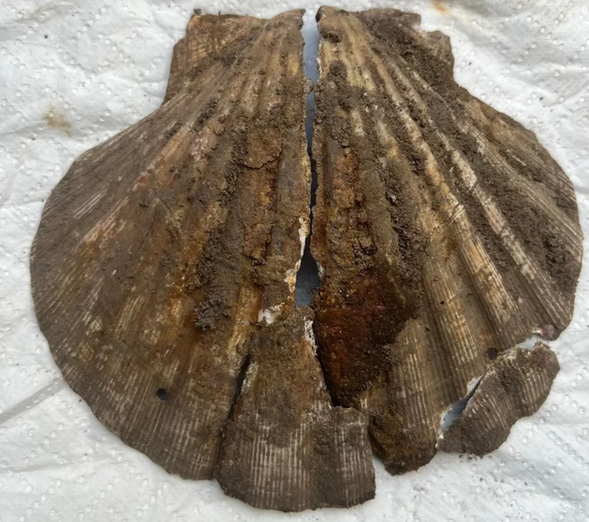 Zabłocona uliczka w Kamieniu Pomorskim, przylegająca do dawnego browaru, kolejny raz zaskakuje. W ubiegłym tygodniu lokalni badacze wydobyli tam papieską bullę ze średniowiecza. Teraz, nieopodal tamtego znaleziska natrafili na ślad po średniowiecznym pielgrzymie: muszlę św. Jakuba. Znak pątników podróżujących do Santiago de Compostella.