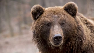 Atak niedźwiedzia w Bieszczadach. Kobieta trafiła do szpitala