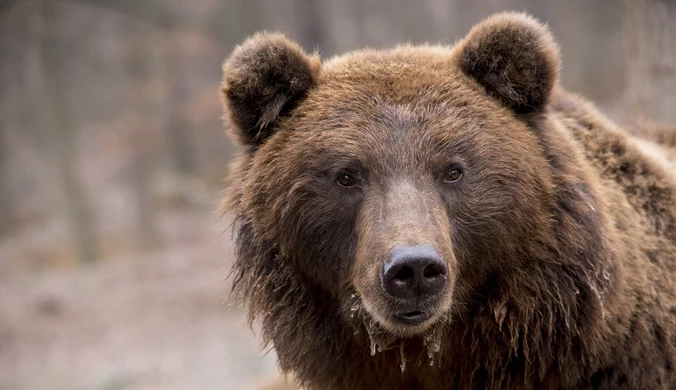 Atak niedźwiedzia w Bieszczadach. Kobieta trafiła do szpitala