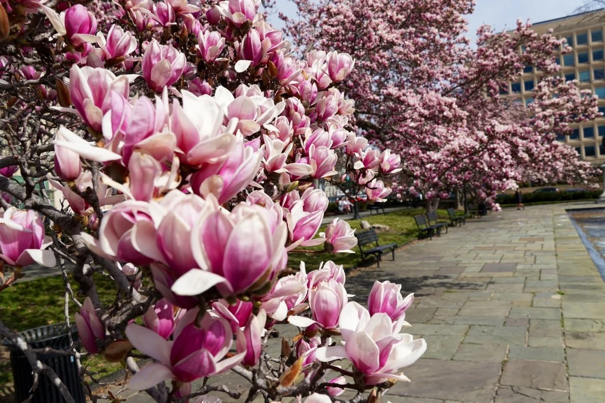 Nieco szybciej niż zwykle zakwitły waszyngtońskie magnolie. W wielu rejonach stolicy Stanów Zjednoczonych drzewa pokryły się biało - różowymi kwiatami, które chętnie fotografują mieszkańcy oraz turyści. 