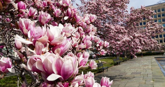 Nieco szybciej niż zwykle zakwitły waszyngtońskie magnolie. W wielu rejonach stolicy Stanów Zjednoczonych drzewa pokryły się biało - różowymi kwiatami, które chętnie fotografują mieszkańcy oraz turyści. 