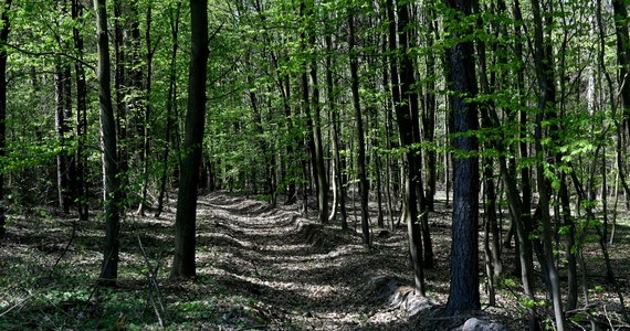 Polska przegrała w TSUE z Komisją Europejską w sprawie nowelizacji w 2016 roku ustawy o lasach. TSUE uznał, że prawo naszego kraju nie chroni odpowiednio polskich lasów, a organizacje ochrony przyrody powinny mieć prawo kwestionować przed sądem plany urządzenia lasu. 