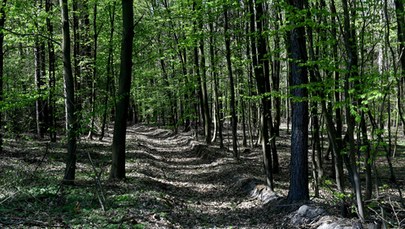 Polska przegrała w TSUE z KE ws. zmiany ustawy o lasach 