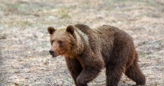 Niedźwiedź zaatakował kobietę w Bieszczadach. Poszkodowana jest pogryziona, ale jej życiu na szczęście nic nie zagraża.