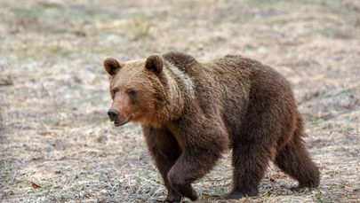 Atak niedźwiedzia w Bieszczadach. Poturbował 46-latkę