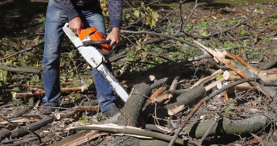 Podczas wycinki drzewa na prywatnej posesji zginął 54-letni mężczyzna. Do zdarzenia doszło w miejscowości Płoskinia (woj. warmińsko-mazurskie).