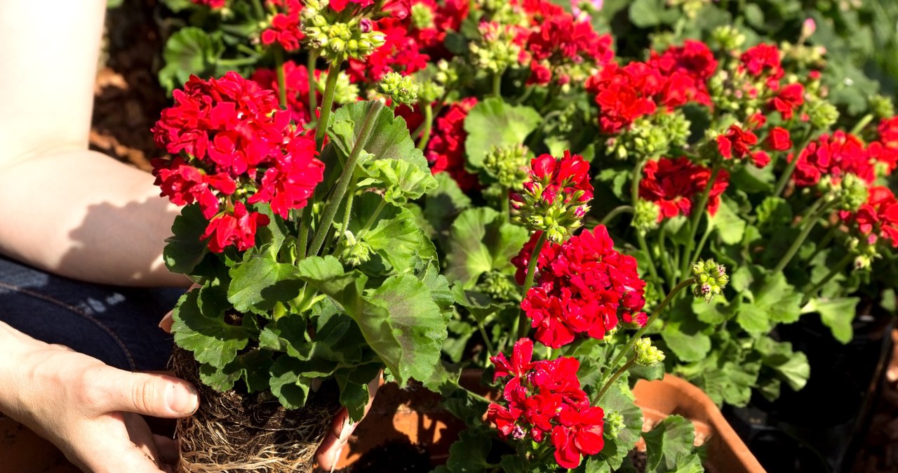  Pokrój na kawałki, zalej wodą i podlej. Pelargonie wystrzelą nowymi kwiatami