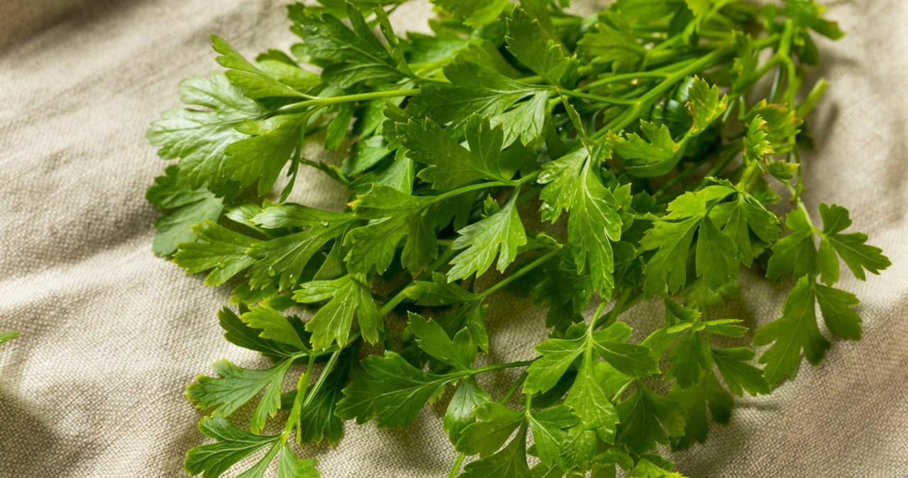 ​Dziadek nauczył mnie sadzić pietruszkę obok tego warzywa. Nigdy nie narzeka na plony