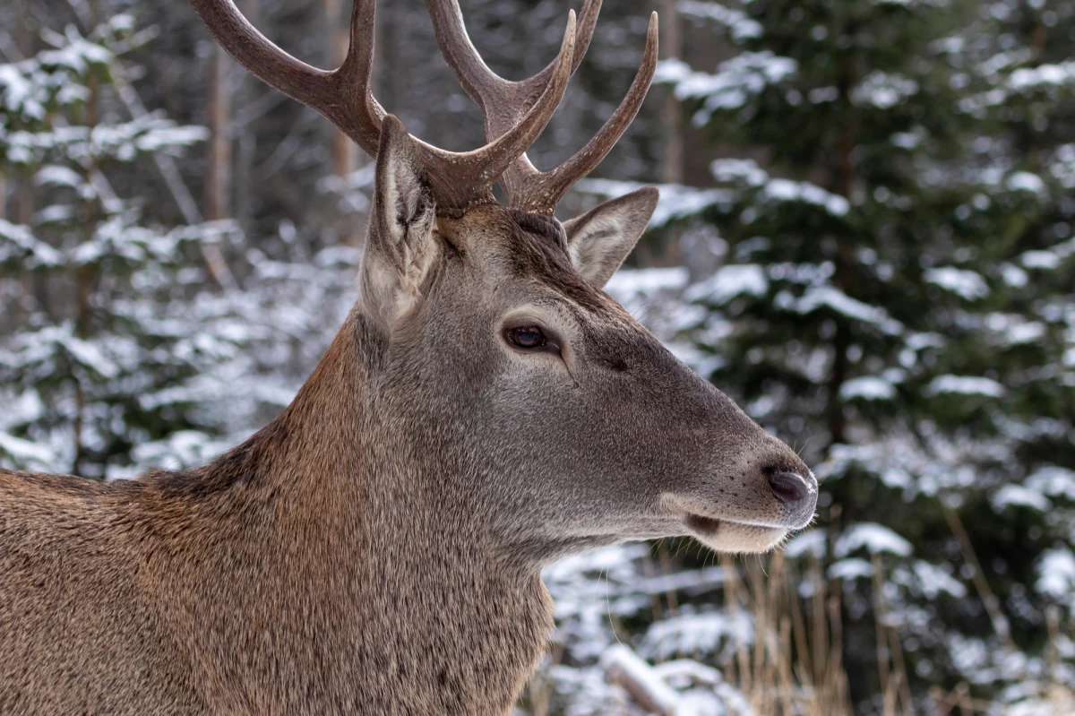 Tatrzański Park Narodowy apeluje do turystów, by nie podchodzili i nie robili sobie zdjęć z jeleniem, który wychodzi na szlak turystyczny w rejonie Nosala. 
