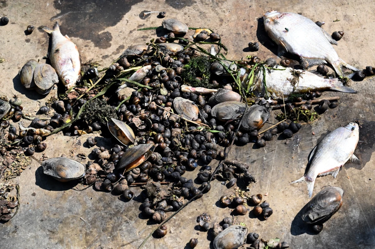 Organizacja Greenpeace Polska twierdzi, że to spółki górnicze wydobywające węgiel kamienny na Śląsku mają być odpowiedzialne za katastrofę ekologiczną Odry, do której doszło latem ubiegłego roku. Aktywiści ekologiczni opublikowali raport na ten temat.