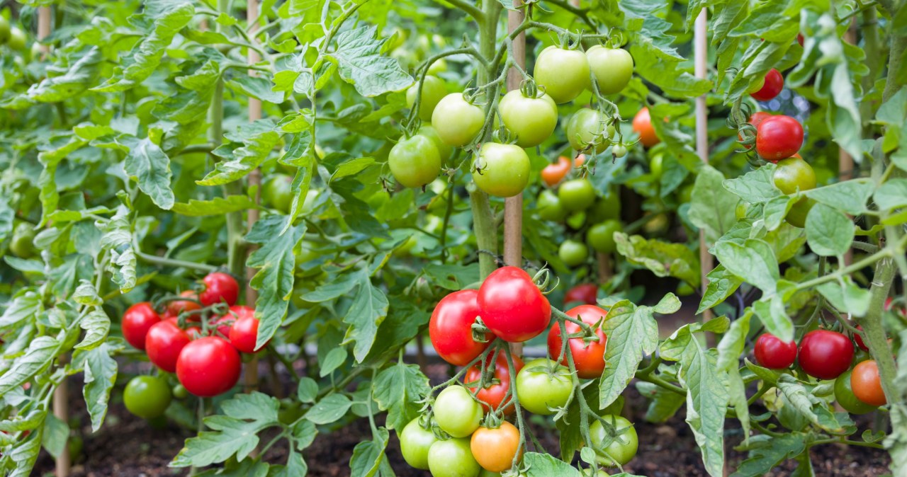 W miejscu na pomidory, najpierw wysiej to. Obrodzą tak, iż głowa mała