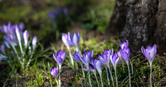 Ogród Botaniczny we Wrocławiu będzie otwarty dla zwiedzających w najbliższy weekend 4-5 marca. Nietypowo, bo przed sezonem, chętni będą mieć okazję poszukać pierwszych oznak wiosny czy zwiedzić nowe szklarnie z okazami z Afryki i Meksyku. Zaplanowano też medytacje wśród roślin i spacery.