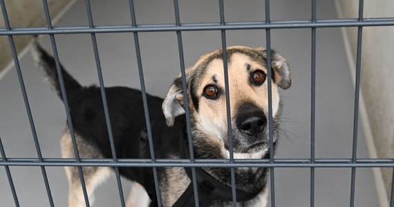 Aktywiści z trzech organizacji ratujących zwierzęta weszli na teren schroniska w Wojtyszkach, żeby wywieźć stamtąd 250 wygłodzonych i chorych psów. To ostatnie, które tam jeszcze przebywały – powiedział adwokat i pełnomocnik jednej z organizacji Marcin Jaklewicz. 