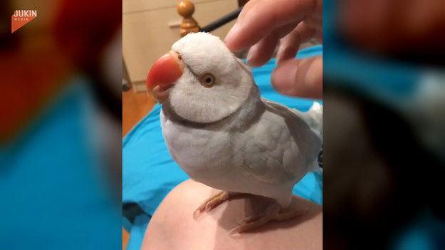 Ta gadatliwa papużka mówiła wszystko, co ślina przyniosła jej na język. Zobaczcie to zabawne nagranie.