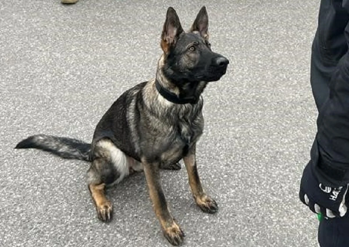 Nowy Sącz był przystankiem dla dziewięciu psów, które Komisja Europejska przekazała Ukrainie. Najpierw przez pół roku przebywały w Belgii, gdzie szkolono je do wykrywania materiałów wybuchowych. Po przyjeździe do Nowego Sącza spędziły dwa tygodnie w siedzibie Karpackiego Ośrodka Straży Granicznej.