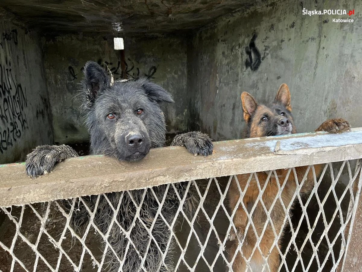 Trzy psy przez ponad trzy miesiące były trzymane w zanieczyszczonych fekaliami boksach w katowickiej dzielnicy Brynów (woj. śląskie). Właścicielowi za znęcanie się nad zwierzętami grozi kara do 3 lat więzienia.