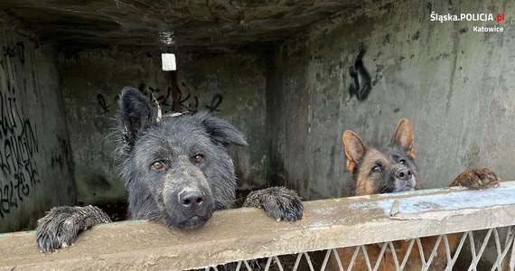 Trzy psy przez ponad trzy miesiące były trzymane w zanieczyszczonych fekaliami boksach w katowickiej dzielnicy Brynów (woj. śląskie). Właścicielowi za znęcanie się nad zwierzętami grozi kara do 3 lat więzienia.