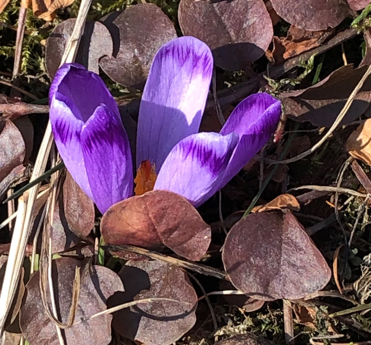 Wreszcie są. W Zakopanem zakwitły pierwsze krokusy. Reporter RMF FM spotkał je obok Muzeum Jana Kasprowicza na zakopiańskiej Harendzie.

