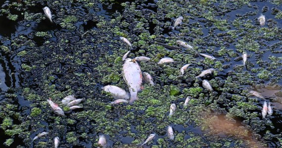 Jastrzębska Spółka Węglowa odpowiada na oskarżenia, jakie m.in. wobec niej kieruje Greenpeace. Organizacja twierdzi, że firmy wydobywcze na Śląsku mają być odpowiedzialne za katastrofę ekologiczną Odry, do której doszło latem ubiegłego roku. Raport opublikowany przez Greenpeace wskazuje, że to zrzuty ścieków z kopalń doprowadzają do zasolenia Odry, a także Wisły. 