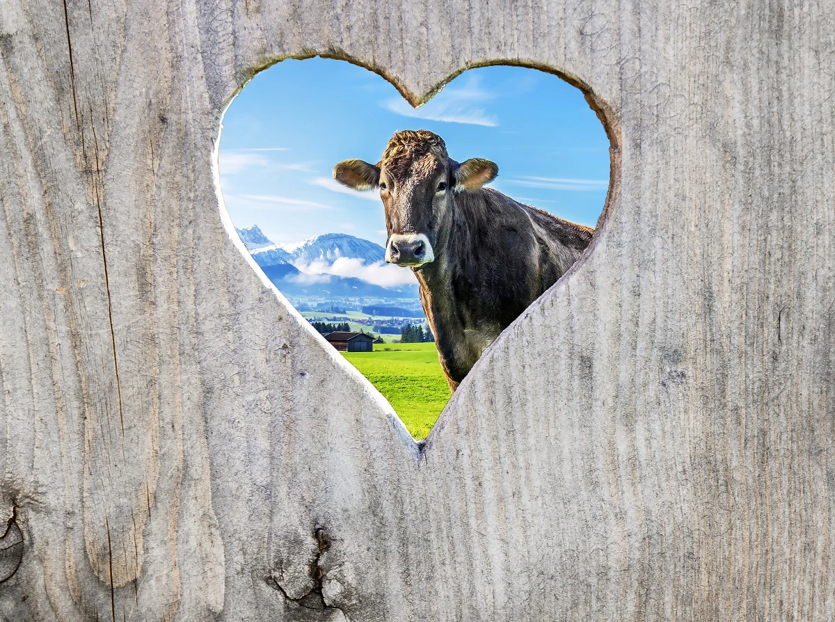 ​W Holandii powstaje coraz więcej toalet dla krów - informuje dziennik "Algemeen Dagblad". Nie tylko mogą one pomóc w rozwiązaniu problemu z emisją szkodliwego tlenku azotu, ale mogą także - jak zauważa gazeta - stać się źródłem zysków dla hodowców bydła.