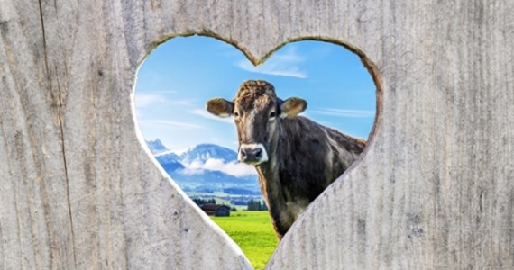 ​W Holandii powstaje coraz więcej toalet dla krów - informuje dziennik "Algemeen Dagblad". Nie tylko mogą one pomóc w rozwiązaniu problemu z emisją szkodliwego tlenku azotu, ale mogą także - jak zauważa gazeta - stać się źródłem zysków dla hodowców bydła.