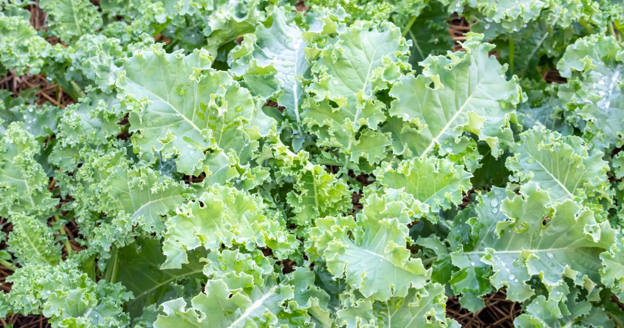 Uzupełnia zimową lukę w diecie. Strzał w dziesiątkę zwłaszcza dla seniorów