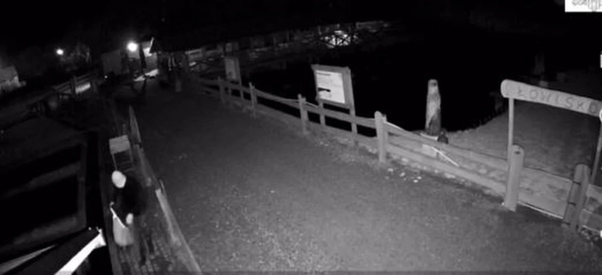 Nawet do 10 lat więzienia grozi 35-latkowi z powiatu świdnickiego podejrzanemu o kradzież 300 pstrągów. Mężczyzna wyłowił ryby ze stawu, będącego częścią prywatnego ośrodka hodowlanego. Łup sprzedawał.  

