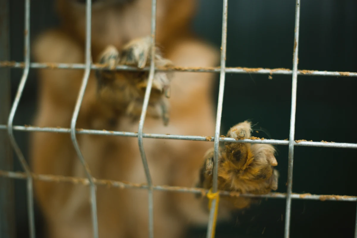 Dwie kobiety usłyszały zarzuty znęcania się ze szczególnym okrucieństwem nad zwierzętami w schronisku w Wojtyszkach w Łódzkiem.