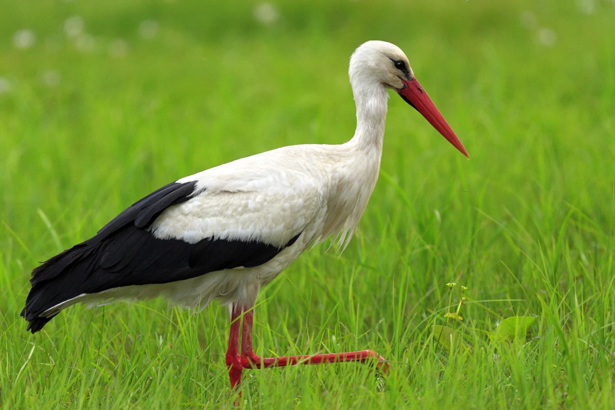 W ubiegłym tygodniu pierwszy bocian przyleciał do wsi Krutyń na Mazurach. Od razu zabrał się za porządkowanie gniazda - napisał Mazurski Park Krajobrazowy. Gościem Krzysztofa Urbaniaka w Radiu RMF24 był Sebastian Menderski z Polskiego Towarzystwa Ochrony Ptaków, który wyjaśnił, skąd mógł do nas przybyć ten bocian i kiedy powinniśmy spodziewać się przylotu osobników zimujących w Afryce.