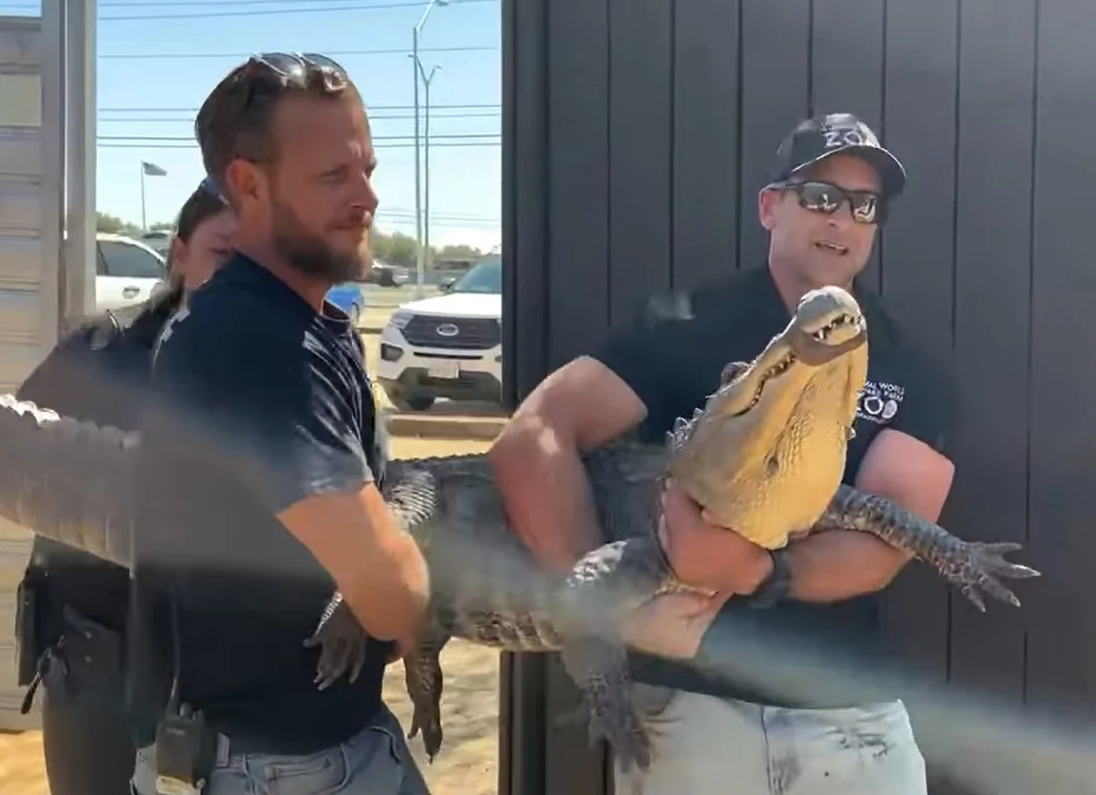 Mieszkanka Teksasu przez 20 lat hodowała aligatora. Kobieta najprawdopodobniej ukradła jajo z ogrodu zoologicznego. Gad z powrotem trafił do zoo.