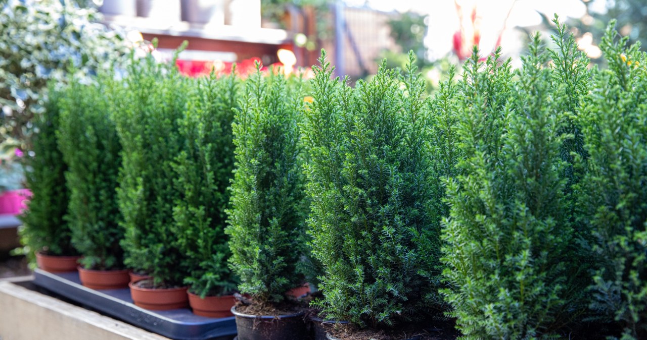 Coraz więcej osób wybiera zamiast tradycyjnej choinki. Nie gubi igieł i świetnie wygląda