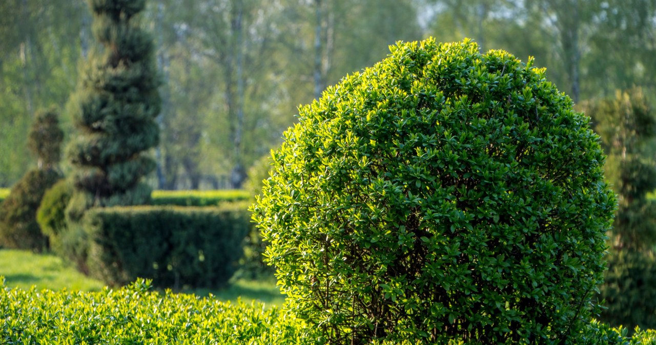 Zastąp nim tuje w ogrodzie. Jest ładniejszy i mniej wymagający, a termin sadzenia wkrótce