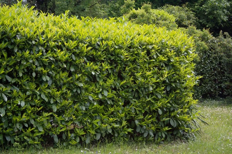 Cherry laurel: a striking alternative to thujas for garden hedges
