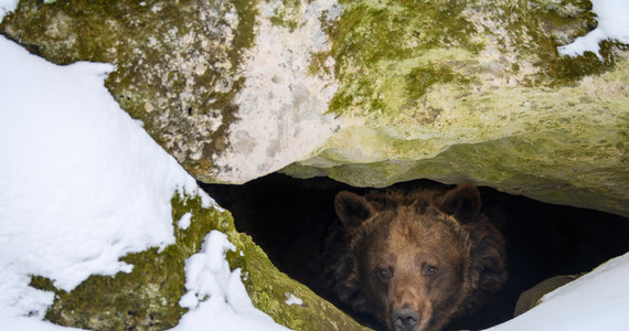 Mamy dobrą informację dla wszystkich spragnionych wiosny. W Tatrach ze snu zimowego obudziły się pierwsze niedźwiedzie 