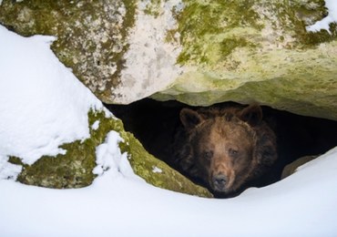W Tatrach obudziły się pierwsze niedźwiedzie 