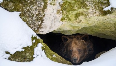 W Tatrach obudziły się pierwsze niedźwiedzie 