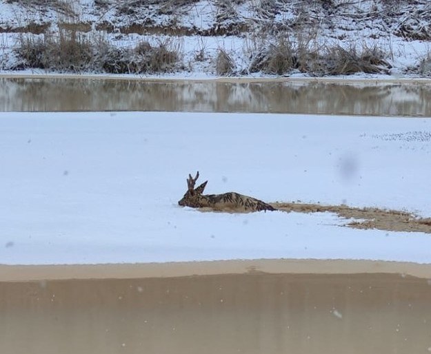 /KP PSP w Tomaszowie Mazowieckim /