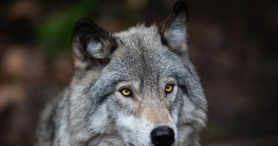 ​Nie udało się uratować wilczycy, która wpadła we wnyki w lesie w okolicach Wałbrzycha - podało Nadleśnictwo Wałbrzych.