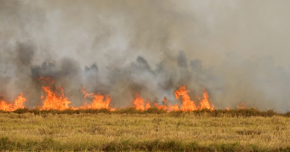 Strażacy apelują, by nie wypalać traw i trzcinowisk. "Te pożary są niebezpieczne, angażują wiele sił i środków, a wypalanie traw wcale nie jest korzystne dla przyrody" - powiedział rzecznik prasowy warmińsko-mazurskich strażaków Grzegorz Różański. W tym roku w regionie doszło już do 52 takich pożarów.
