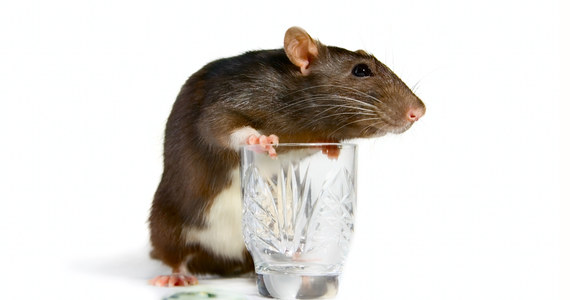 Jeden zastrzyk może sprawić, że pijana mysz... wytrzeźwieje - takie zaskakujące informacje opublikowali na łamach czasopisma "Cell Metabolism" naukowcy z University of Texas Southwestern Medical Center. Ich badania pokazały, że wydzielany normalnie w wątrobie hormon FGF21, czyli czynnik wzrostu fibroblastów 21, może w większych ilościach istotnie łagodzić u myszy niekorzystne skutki nadmiernego spożycia alkoholu, w tym zaburzenia równowagi, orientacji i przytomności.