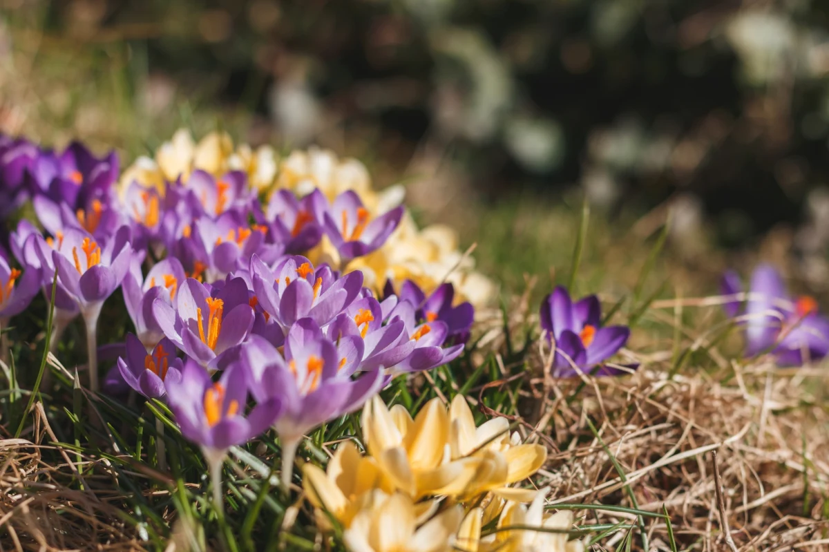 Zrobi się cieplej zanim przyjdzie kalendarzowa wiosna. Wyższe temperatury już od 17 marca. Jednak zanim się to stanie, czeka nas dużo dynamicznych ekscesów pogodowych ze śniegiem, a nawet burzami – przewiduje rzecznik IMGW Grzegorz Walijewski.