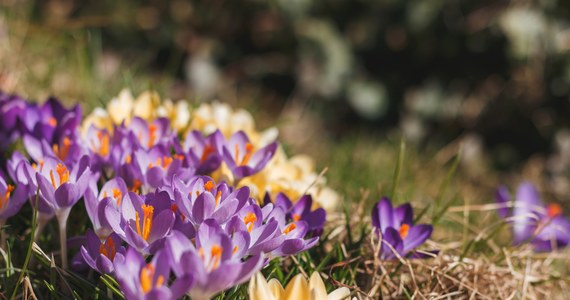 Zrobi się cieplej zanim przyjdzie kalendarzowa wiosna. Wyższe temperatury już od 17 marca. Jednak zanim się to stanie, czeka nas dużo dynamicznych ekscesów pogodowych ze śniegiem, a nawet burzami – przewiduje rzecznik IMGW Grzegorz Walijewski.