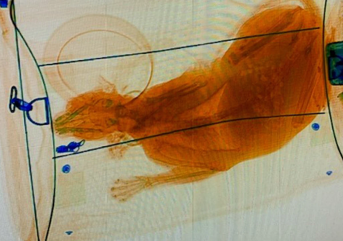 Pracownicy lotniska w Norfolk w stanie Wirginia podczas kontroli bezpieczeństwa w jednym z bagażów znaleźli kota. Zwierzę zostało odkryte, kiedy prześwietlano torbę jednej z pasażerek rentgenem. 