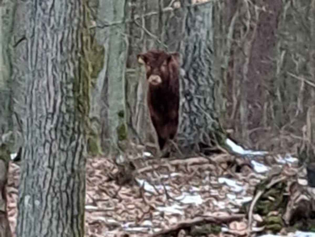 Młody byk, ważący ok. 300 kilogramów, uciekł właścicielowi trakcie rozładunku. Zwierzę od pięciu dni błąka się po pomorskich lasach. Właściciel zwierzęcia powiadomił Nadleśnictwo Gdańsk i policję. Próbuje zwierzę złapać na własną rękę - ustawiając zanętę.