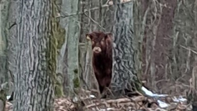 Poszukiwany 300-kilogramowy byk, który uciekł gospodarzowi. Błąka się po lasach